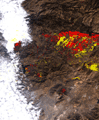 2007年11月6日撮影のAVNIR-2画像(米国カリフォルニア州南部)に、植生が減少したエリアを示したもの。黄色は昨年10月から今年10月23日の間に植生が減少したエリア、赤色は昨年10月から今年11月6日の間に植生が減少したエリアを示す。