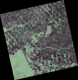[Forest] Brazil (September 9, 2014) Stripmap 10m (HH+HV)