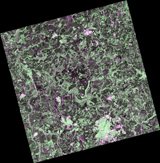 [Agriculture] Brazil (September 2, 2014) Stripmap 10m (HH+HV), L1.5 GeoTIFF