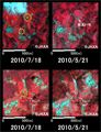 Observation Results of ALOS/AVNIR-2,  Enlarged images of Katsuragi cho, Ito gun, Wakayama pref (Upper: Mijikano, Lower: Higashitani, 1 kilometer square, left: Jul. 18, 2010; right: May 21, 2010).