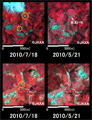 Observation Results of ALOS/AVNIR-2, Enlarged images of Katsuragi cho, Ito gun, Wakayama pref (Upper: Mijikano, Lower: Higashitani, 1 kilometer square, left: Jul. 18, 2010; right: May 21, 2010).