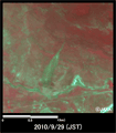 Observation Results of ALOS/AVNIR-2, enlarged image of the mudslides at San Pablo Villa de Mitla on September 29, 2010 (4 square kilometers).