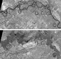 Flooded areas in ChoeleChoele City, Argentina observed by PRISM (Above Fig(Pre-disaster). on Apr. 29, 2006, following fig(Post-disaster). on Jul. 30, 2006).