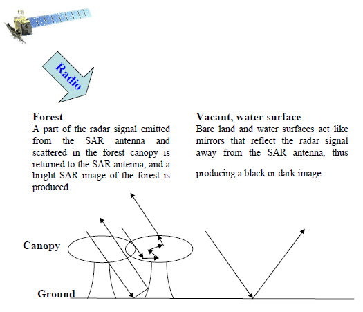 Fig. 2 Sketch of how SAR observes forested and deforested areas.