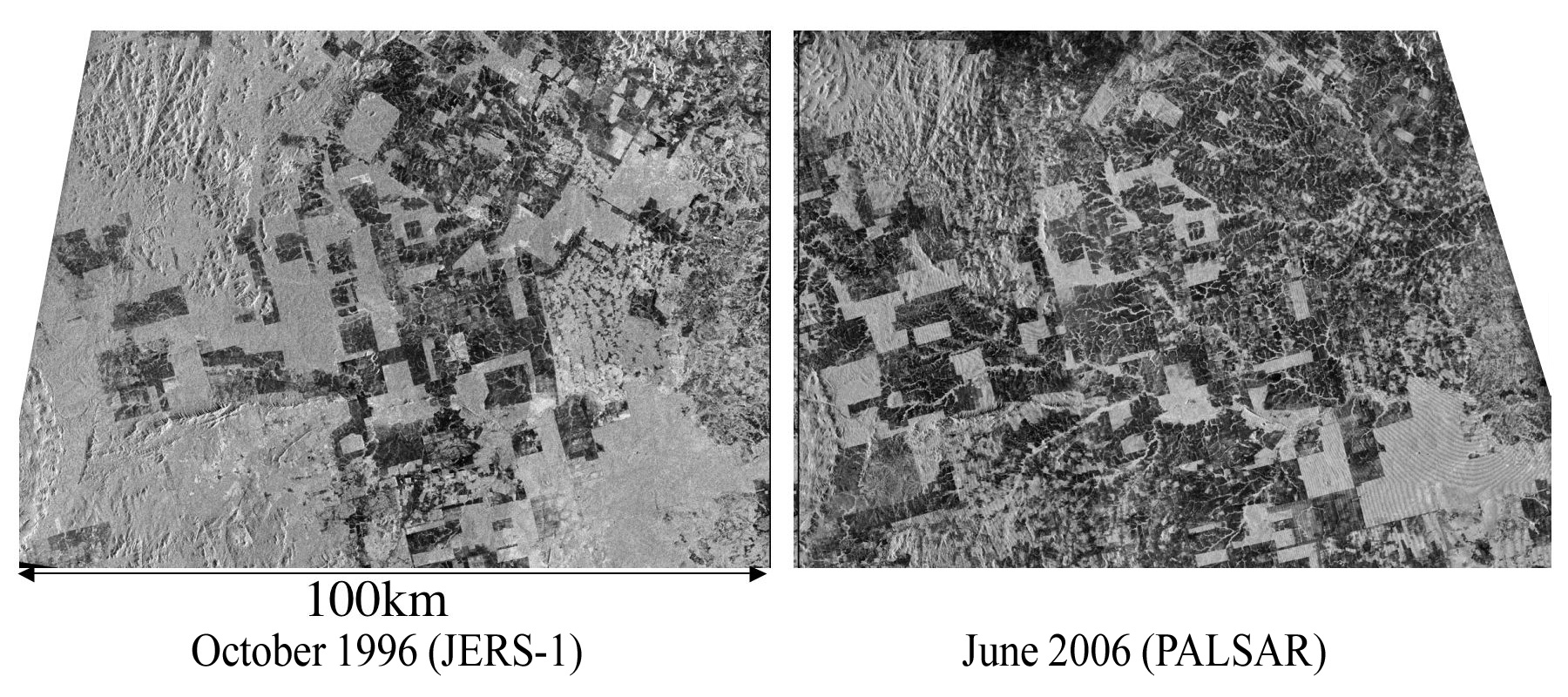 Forest of Amazon observed by JERS-1 SAR (Left fig., on October 1996) and PALSAR (Daichi) (Right fig., on June 2006)