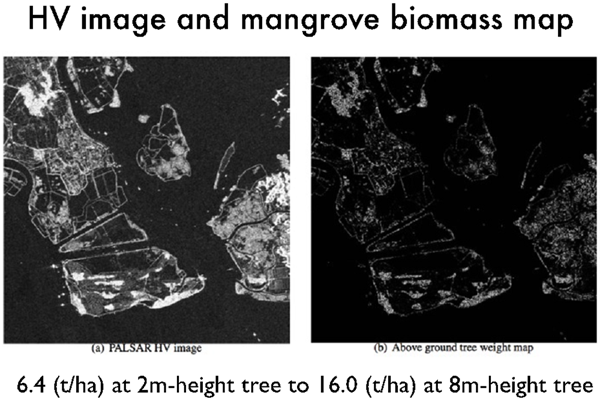 HV image and Mangrove Biomass Map 