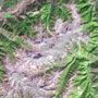 8,000m峰と氷河群（その5）：ヒマラヤ、ナンガ・パルバット