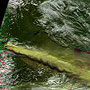「いぶき」が観測したチリのプジェウエ・コルドンカウジェ火山群の火山からの噴煙の様子