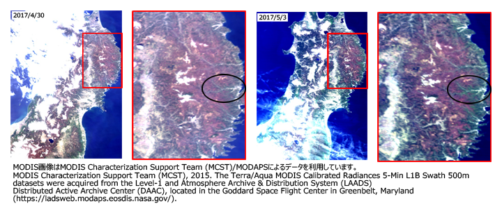 MODISによる2017年4月30日（左図2枚）と5月3日（右図2枚）の東北地方周辺のカラー合成画像。宮古市周辺（黒丸内）では、4月30日と5月3日の間に展葉が開始している様子が分かる。