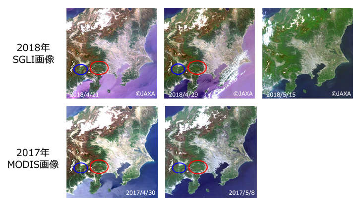 「しきさい」による2018年の関東地方周辺のカラー合成画像[R：G：B＝VN08：VN06：VN03]（上図）とNASAのTerra/Aqua衛星搭載のMODISによる2017年の同種画像（下図）。丹沢山地や山梨県南部では、今年4月21日と昨年4月30日、今年4月29日と昨年5月8日の展葉状況がそれぞれ対応しているように見える。