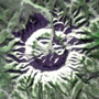Konder Massif, Siberia: Lunar Crater?