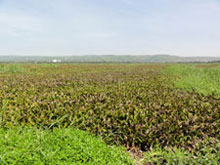 A community of dying water hyacinths covers the lake water near Kisumu City