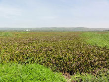 A community of dying water hyacinths covers the lake water near Kisumu City